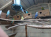 Job lot of budgies