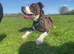 Staffordshire bull terrier x American bulldog