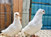 white german owl breeding pairs