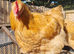 Buff Orpington Cockerels