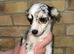 Beautiful chihuahua puppys for sale