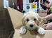Beautiful Cavapoochon pups ready now