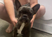 French bull dog