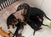 3 female mini dachshund puppies