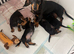 3 female mini dachshund puppies