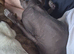 2 adult sphynx cats