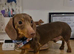 Kc Chocolate and Tan Miniature Dachshund