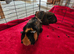 Two Female Guinea Pigs