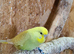 Stunning Budgies for sale