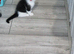 5 litle kittens for sale ready to go now