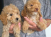 Cockapoo puppy boys