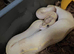 Royal Pythons