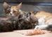 Urgent 2 kittens