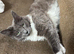Mink ragdoll expecting kittens 12th of July