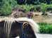 Unflappable miniature Shetland