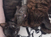 Kittens for rehoming