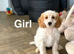 Adorable cockapoo ready for a family and walks