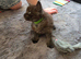 Maine Coon Registered TICA