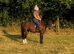 10 year old 13hh happy hacker/kids pony