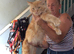Red Mainecoon male
