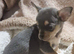 9 month old female chihuahua