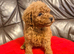 Toy Poodle