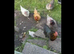 5 x 12 month old chickens