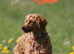 Female miniature poodle