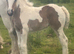 Top class Coloured foal