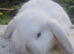Mini Lop Buck