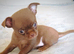 Tiny Chocolate smooth coat Chihuahua babies