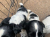 English Springer Spaniel pups