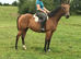 Smart 15.3h 8yo Irish TB gelding ROR