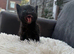 Beautiful black kitteN
