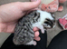 5 kittens
