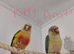 Pineapple Conure and Torquise conure for sale
