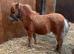 Registered Minature sheltland colt foals.