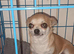female adult chihuahua