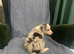 Ready now - Blue Merle Collie X Lurcher puppies
