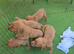 Red Working type cocker spaniel puppies