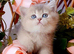Beautiful female AY11 blue golden shaded British shorthair kitten