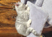 Scottish fold/straight kittens