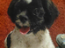 Male shih tzu puppy for sale