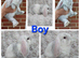 Durham French Lops