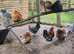 'Mini Mix' Hatching Eggs x6. (Small breeds)
