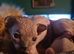 Sphynx kittens for sale