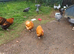 Buff orpington bantam hens