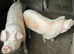 6-Month-Old Pigs for Sale - £120 Each