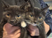 Last 2 females kittens 8 weeks old