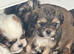 3 Gorg Babies